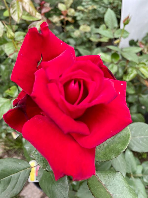 Joy Hybrid Tea Rose