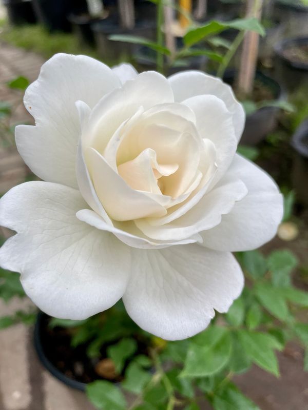 Iceberg Floribunda Rose