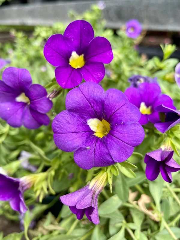 Calibrachoa Calistic Violaceous