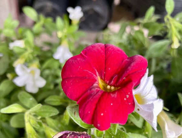 Calibrachoa Calistic Bright Red