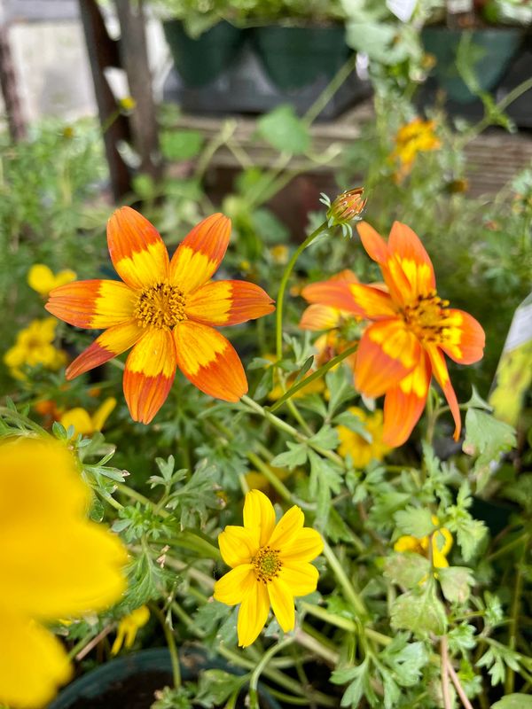 Bidens Bidy Boom Red