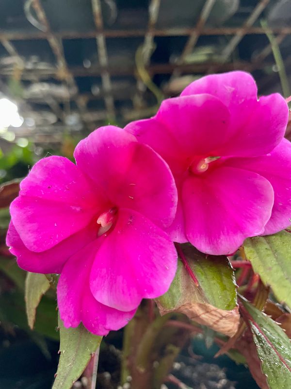 New Guinea Impatiens Magnum Blue