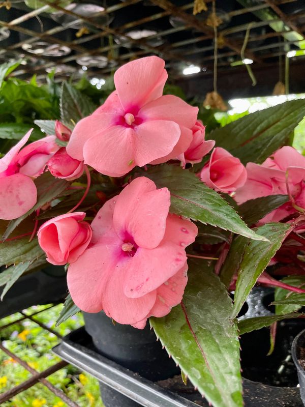 New Guinea Impatiens Magnum Pink