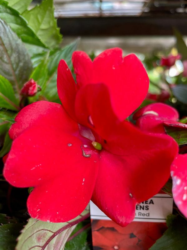New Guinea Impatiens Magnum Red