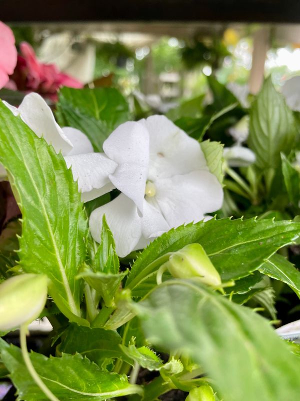 New Guinea Impatiens Magnum Clear White