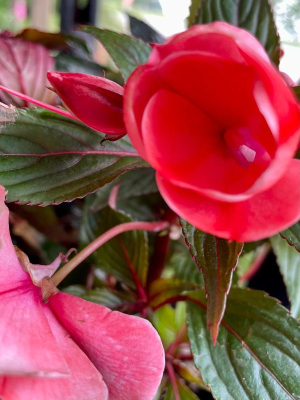 New Guinea Impatiens Magnum XL Salmon