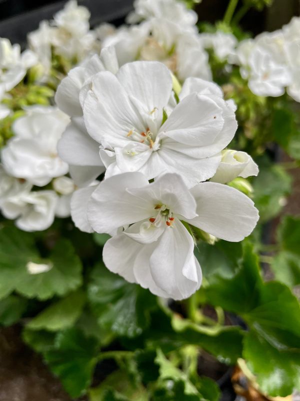 Zonal Geranium Savannah White