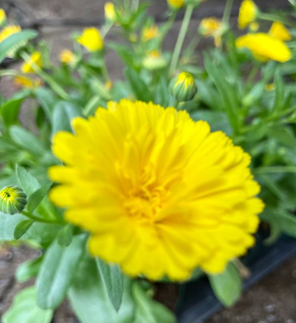 Cheers Yellow Calendula