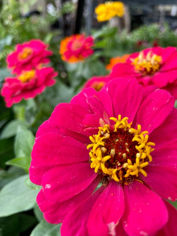Zinnia Magellan Cherry