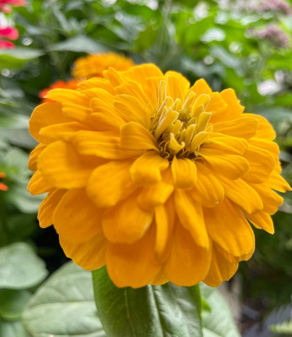 Zinnia Magellan Yellow