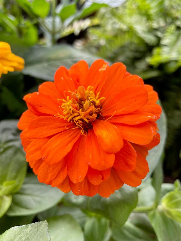 Zinnia Magellan Orange