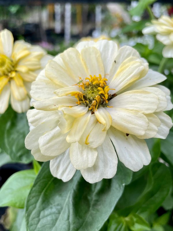 Zinnia Magellan Ivory