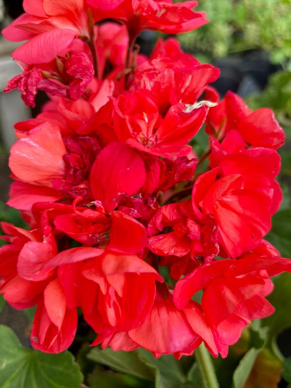 Zonal Geranium Savannah Coral