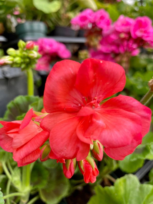 Zonal Geranium Survivor Coral