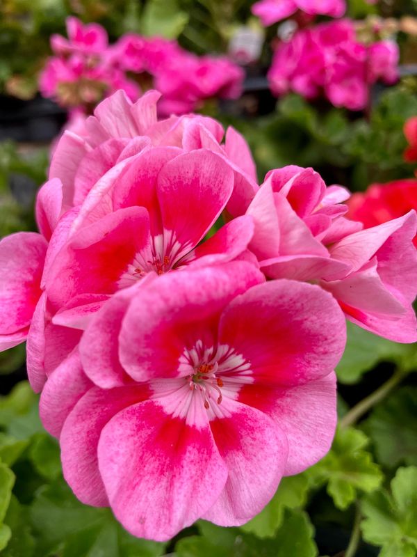 Zonal Geranium Survivor Pink Mega Splash