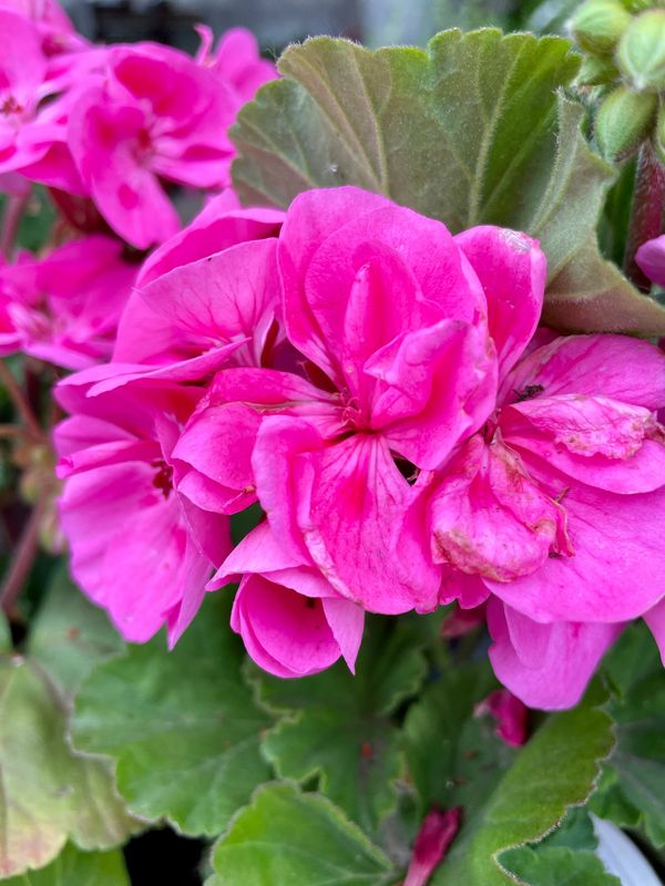 Zonal Geranium Savannah Pink