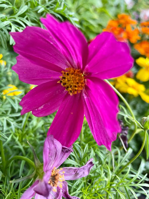 Cosmos Sonata Carmine