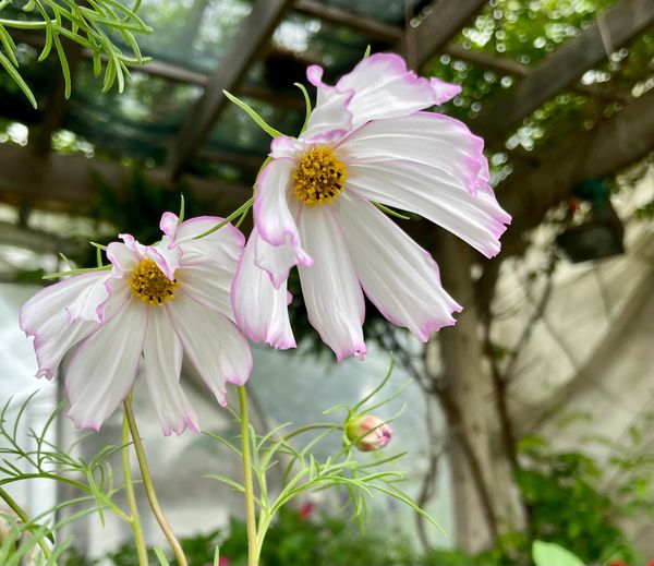 Cosmos Apollo Lovesong