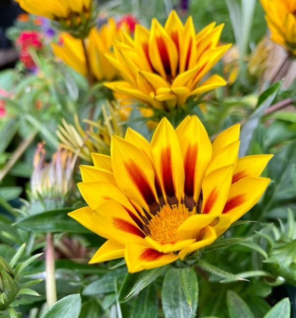 Gazania New Day Yellow