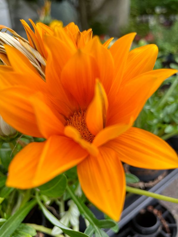 Gazania New Day Clear Orange
