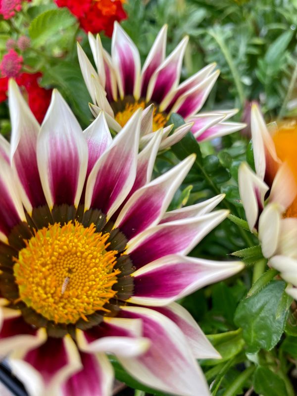 Gazania New Day Rose Stripe