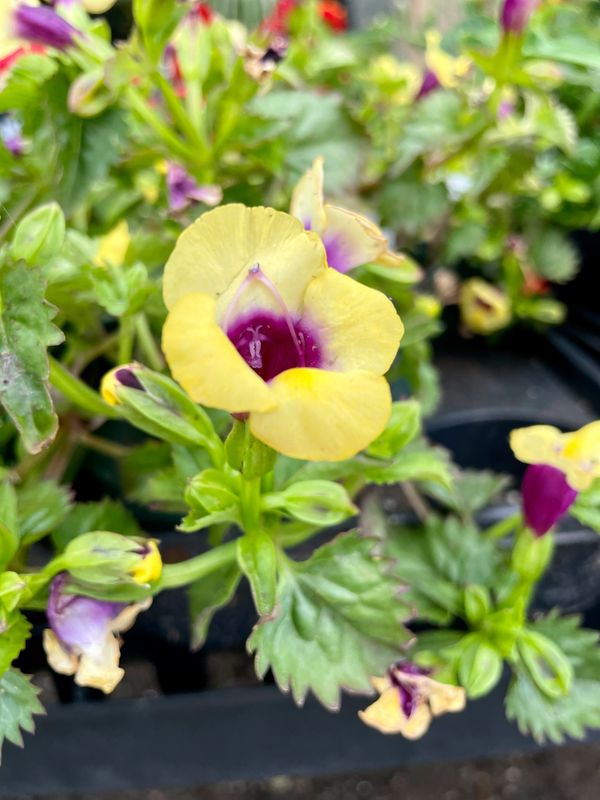 Torenia Yellow Moon