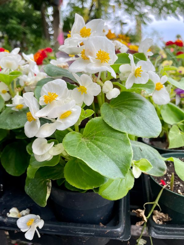 Begonia Bada Bing White