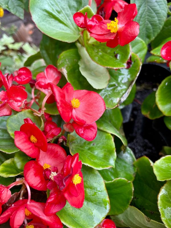 Begonia Bada Bing Scarlet