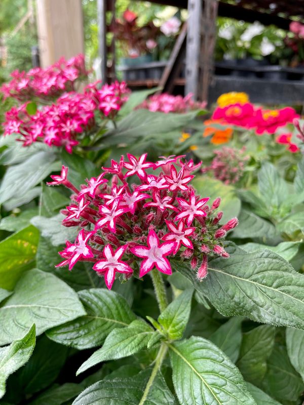 Peritas Glitterati Red Star