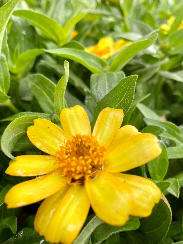 Zinia Profusion Yellow