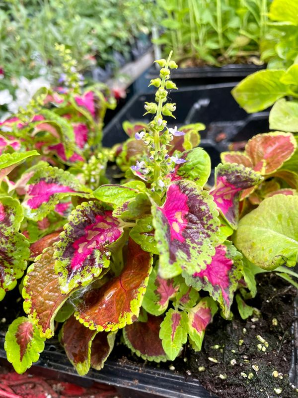 Coleus Fairway Series