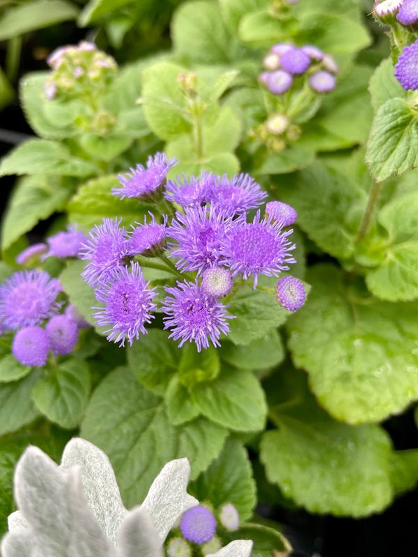 Agreatum Aloha Dwarf Blue