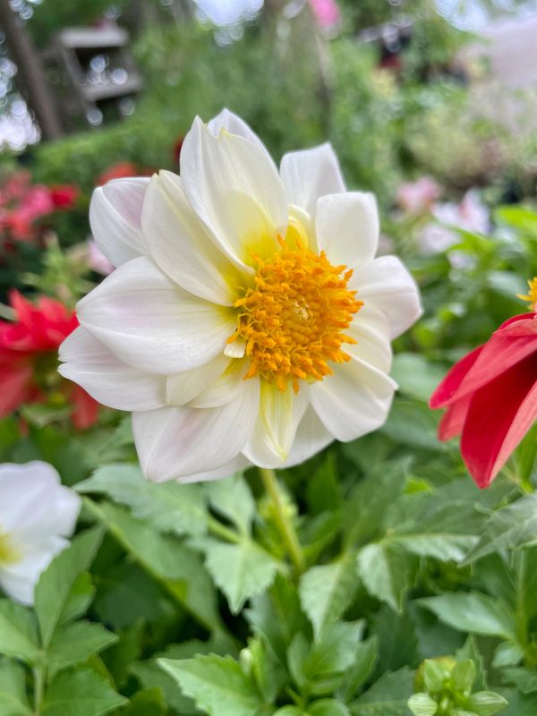 Dahlia Figaro Mix