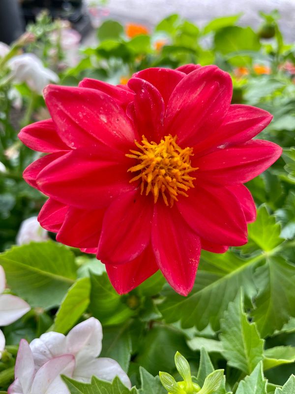 Dahlia Figaro Mix