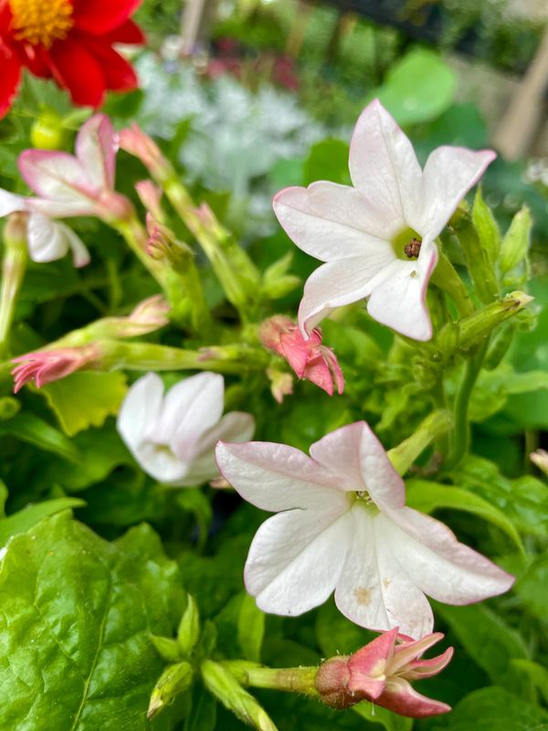 Saratoga Appleblossom