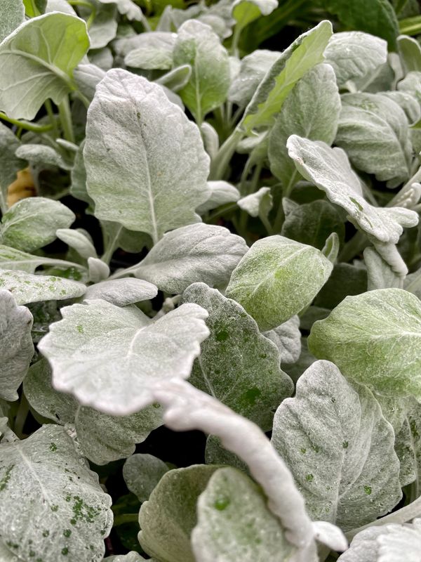 Dusty Miller New Look