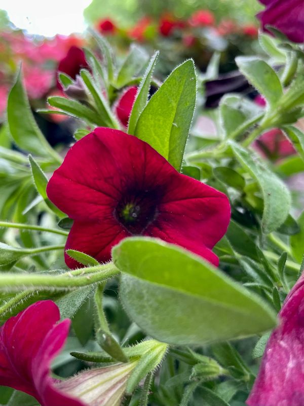 Royal Red SuperCal Petunia