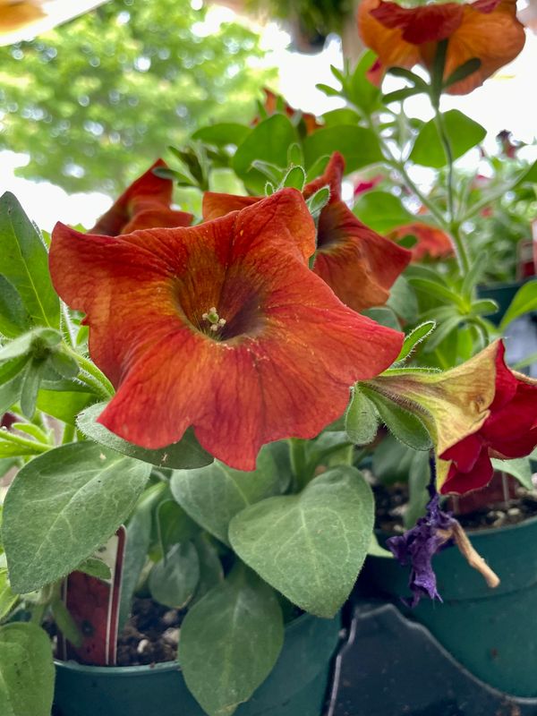 Petchoa SuperCal Premium Cinnamon