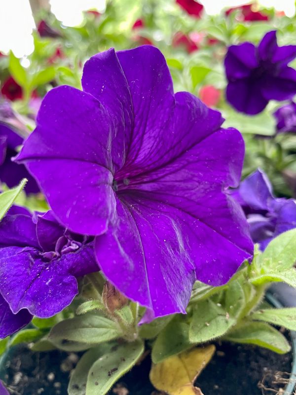 Vogue Blue Petunia