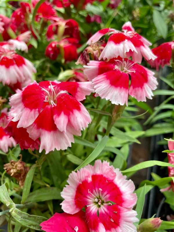 Dianthus Super Parfait Strawberry