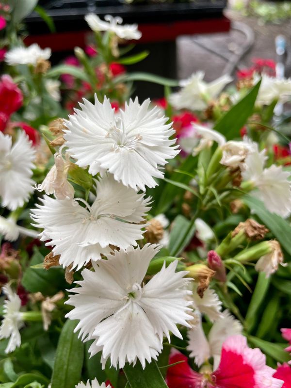 Dianthus Ideal Select White