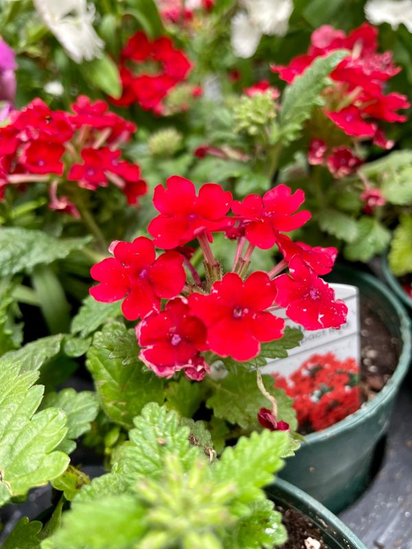 Verbena Vanessa Compact Red