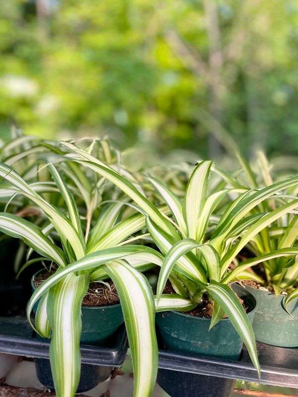 Spider Plant
