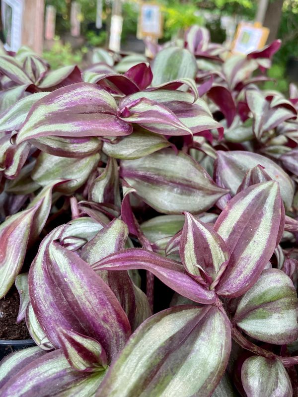 Tradescantia Zebrina