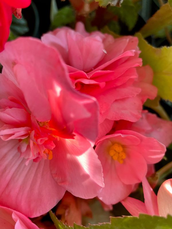 Begonia Funky Pink