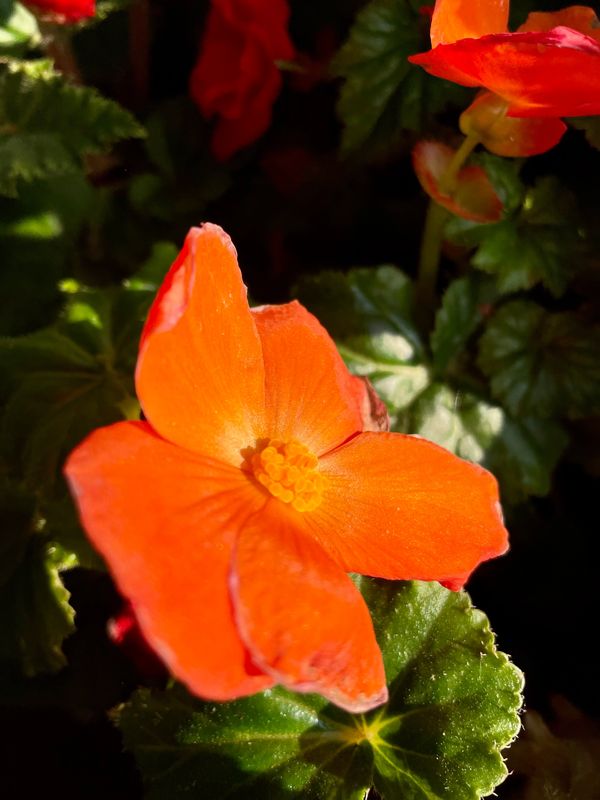 Begonia Non-Stop Orange