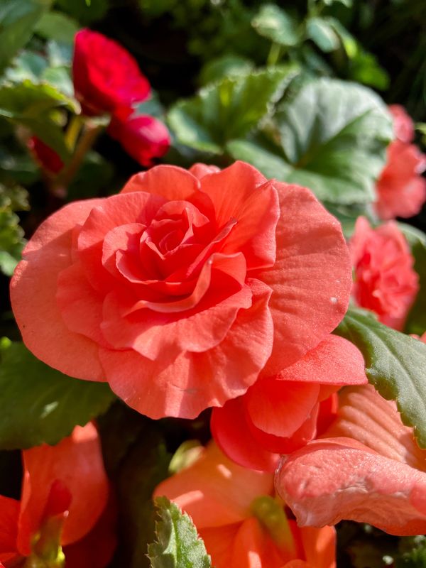 Begonia Non-Stop Deep Salmon