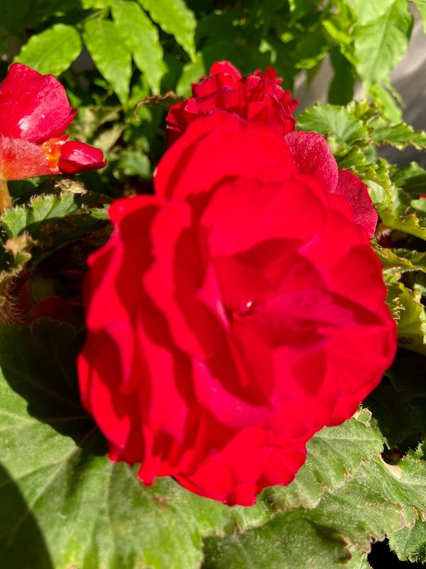 Begonia Non-Stop Red