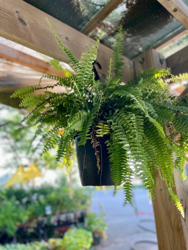 Boston Fern