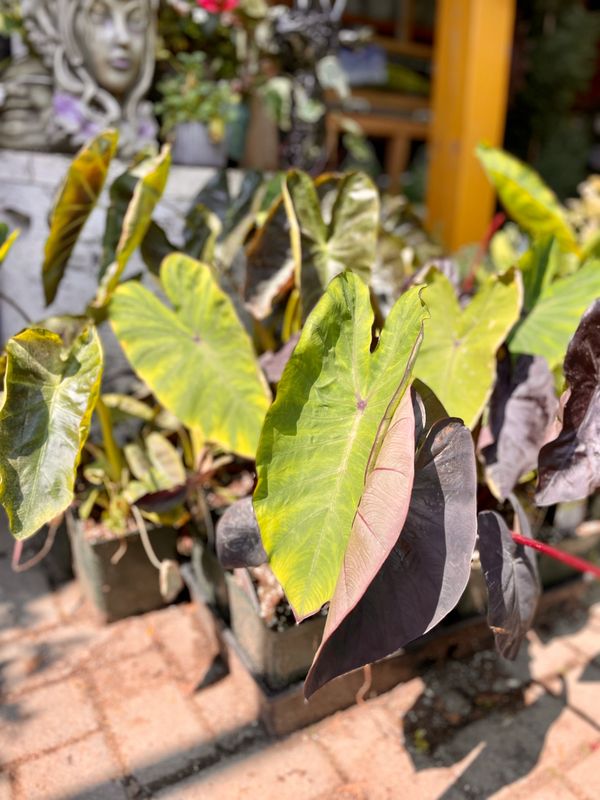 Colocasia Royal Hawaiian Diamond Head (Left)
Colocasia Royal Hawaiian Blue Hawaii (Right)